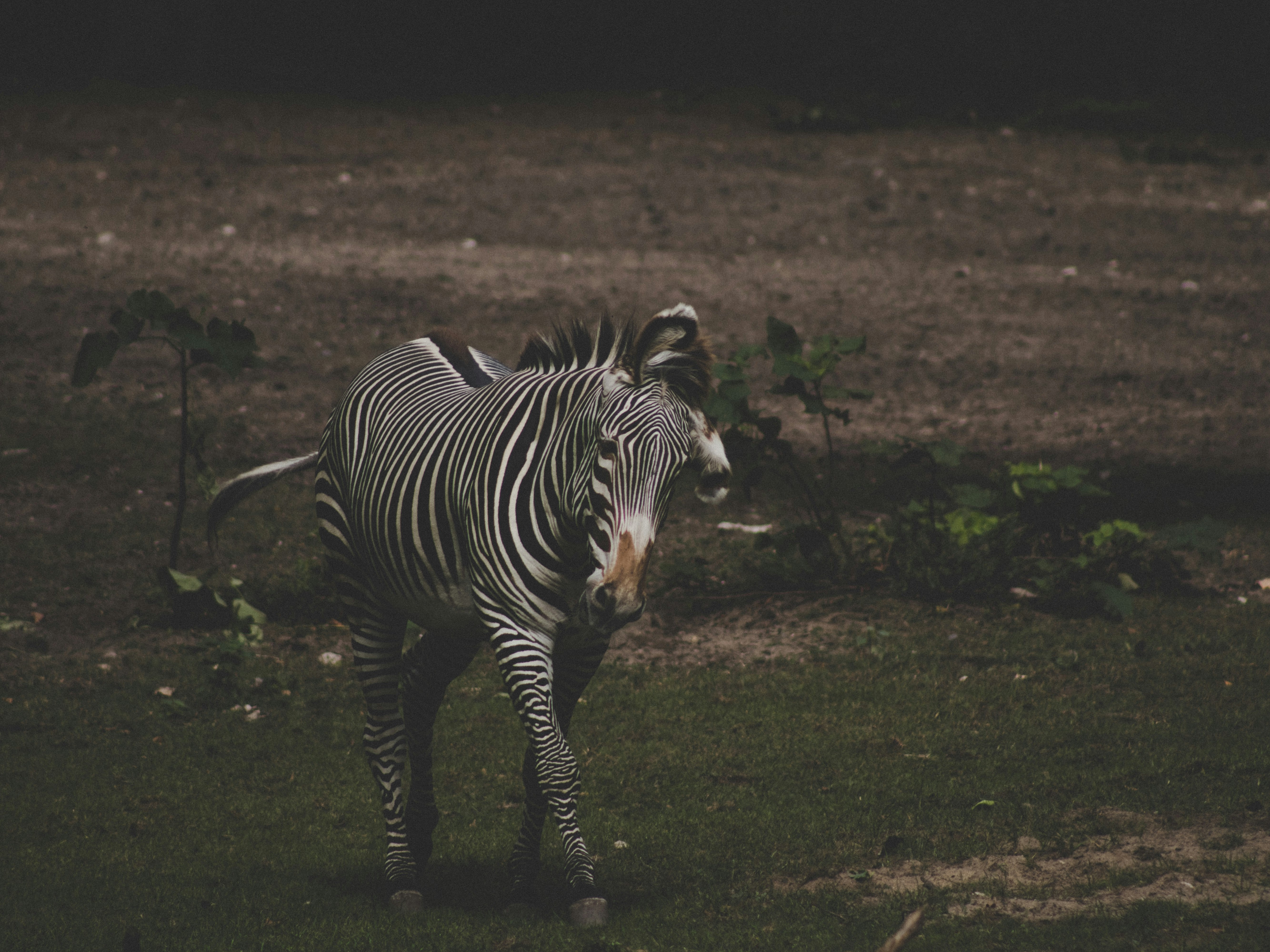 zebra walking on grass